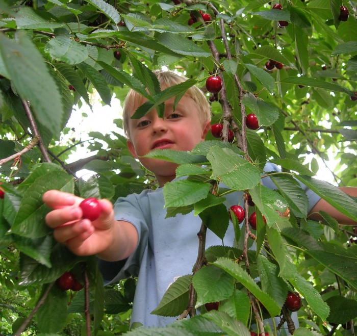 PickingCherries